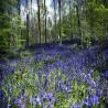 images/Wald/Wald_der_blauen_Blumen_4.jpg