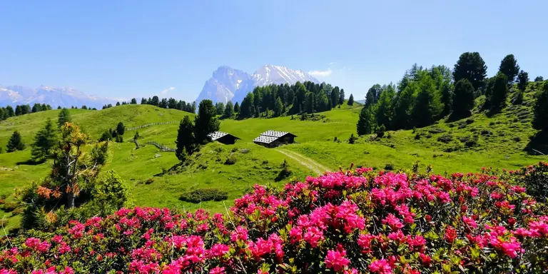 Wandelen tussen de bergweiden van de Seiser Alm