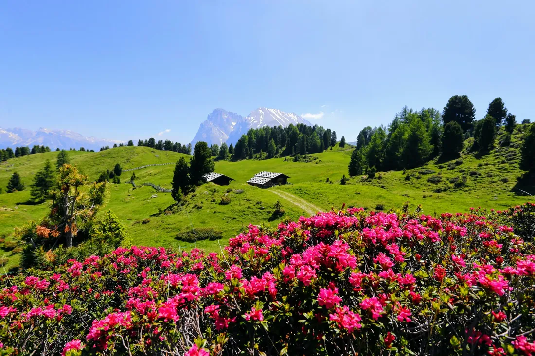Roze alpenrozen en groene weiden op de Seiser Alm