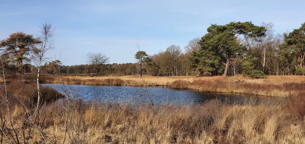 Foto bij Rondwandeling NP De Meinweg 16 km