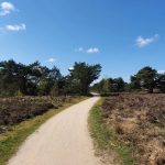 Foto 8 bij Rondwandeling door Nationaal Park De Maasduinen