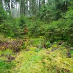 Foto 10 bij Monschau romantisch Rurtal en Perlenbachtal