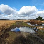 Foto 7 bij NP De Groote Peel rondwandeling