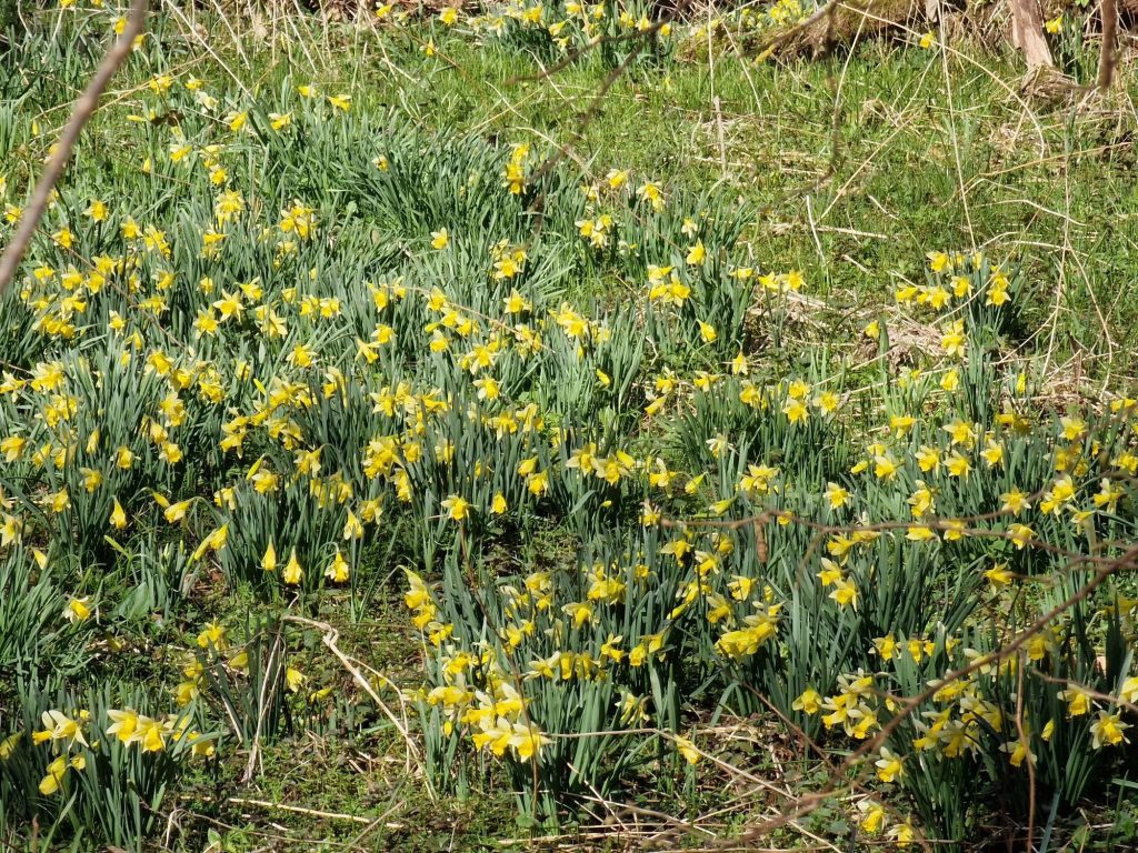 Foto bij Dal der bloemen vanuit Lontzen