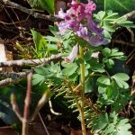 Foto 4 bij Dal der bloemen vanuit Lontzen