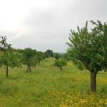 Foto 9 bij Rond en door het akker der onnozelen... MRZ