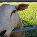 Foto 6 bij Geertruid-Gronsveld-Margraten-Geertruid