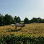 Foto 11 bij Mechelen-Pesaken-Cottessen en terug