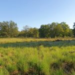 Foto 10 bij Nationaal Park De Meinweg 🌳🌲☀️🌡30.07.2019