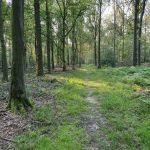 Foto 10 bij Mechelen, Epen, Vijlenerbos 🌞🚶🏼‍♂️🐸