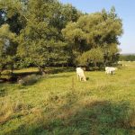 Foto 7 bij Mechelen, Epen, Vijlenerbos 🌞🚶🏼‍♂️🐸