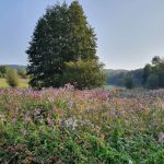 Foto 13 bij Vijlenerbos- Cottessen- Epen- Elzetterbos 🚶🏼‍♂️🌞🌳 27.08.2019