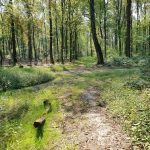 Foto 6 bij Vijlenerbos- Cottessen- Epen- Elzetterbos 🚶🏼‍♂️🌞🌳 27.08.2019