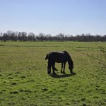 Foto 48 bij Wandelen door het land van Ollie 🐈
