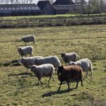 Foto 46 bij Wandelen door het land van Ollie 🐈