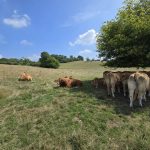 Foto 13 bij Wie sjoeën ós Limburg is