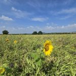 Foto 7 bij Wie sjoeën ós Limburg is